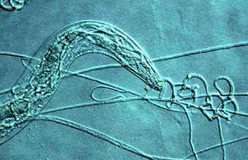 *Roundworm-Eating Fungus Has Cancer-Fighting Abilities Image: The fungus Arthrobotrys oligospora (Photo courtesy of George Barron).